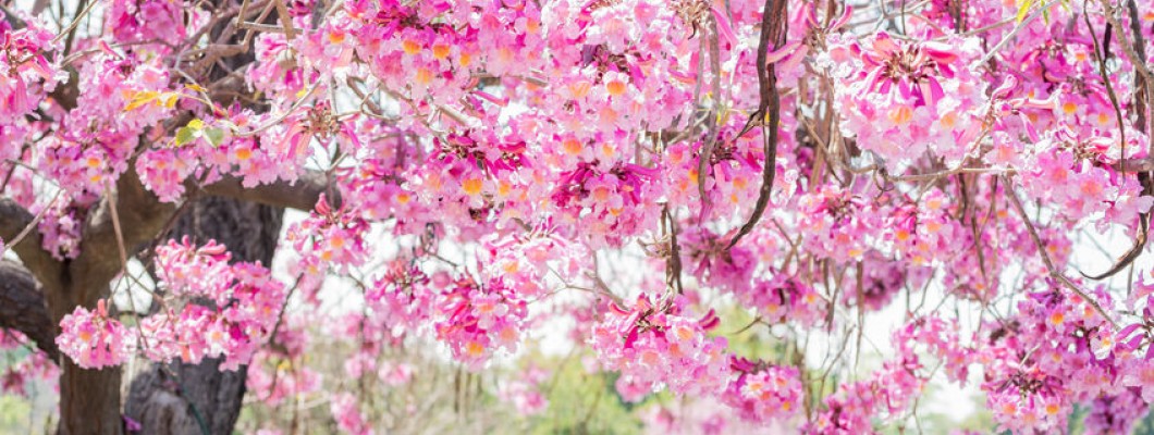 Ce este ceaiul Lapacho ?