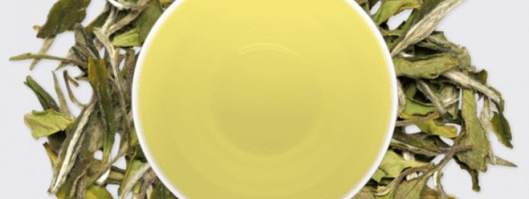 Scurt studiu asupra Ceaiului Alb