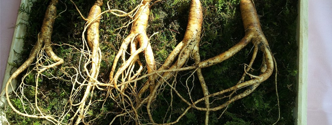 Beneficii dovedite ale consumului de ginseng