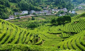 Scurt studiu asupra ceaiului verde